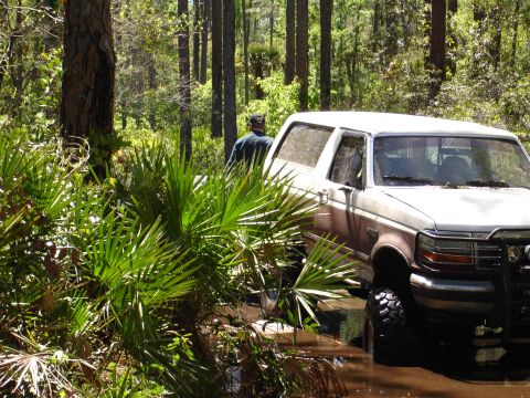 1989 Ford Bronco - A white and brown Ford Bronco is stuck in the mud in a wooded area with palm fronds in the foreground.