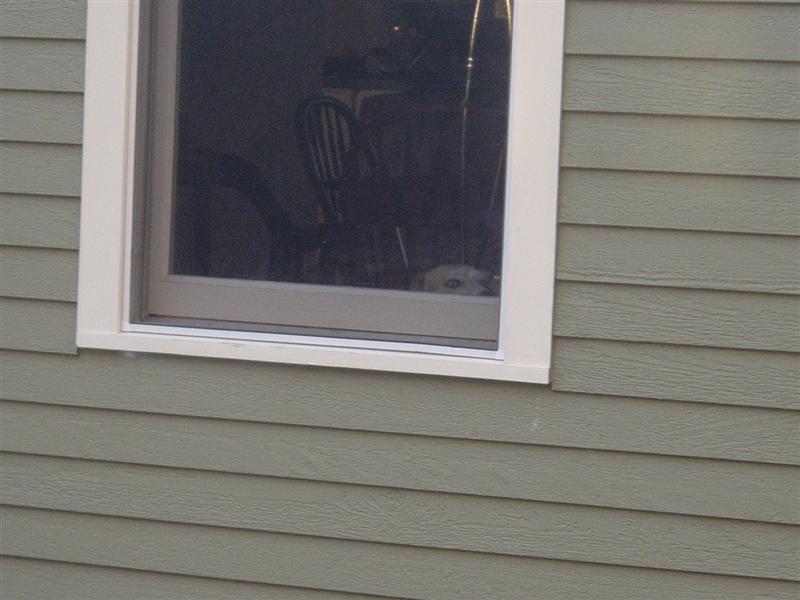 Dog peeking out from behind a window frame inside a house