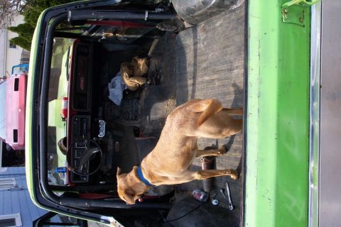 1978 Ford Bronco - Dog stands inside the bed of a green pickup truck, with a pink car visible in the background.