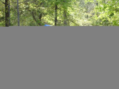 1989 Ford Bronco - A blue tarp is draped over an object in a sun-dappled forest clearing.