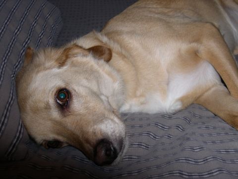 1997 Ford Probe - A dog rests on a couch with a striped pattern.