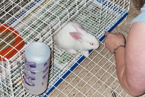 2000 Mercury Grand Marquis - A white rabbit sits inside a wire cage next to a water bottle.