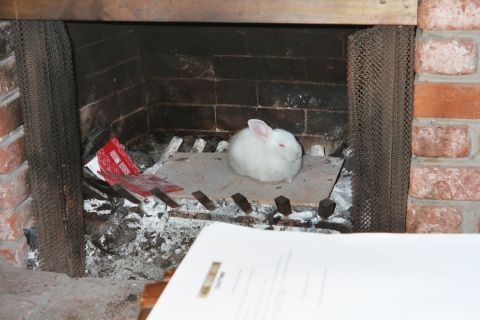2000 Mercury Grand Marquis - A white rabbit is pictured inside a fireplace, resting on a metal grate amidst ashes and debris.