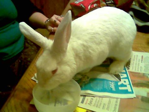2000 Mercury Grand Marquis - A white rabbit drinks from a bowl placed on top of some newspapers.