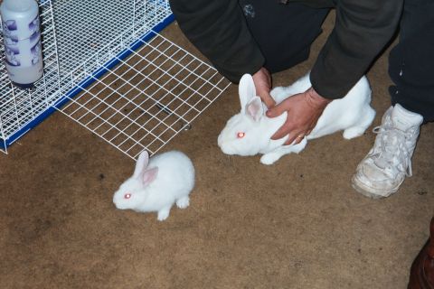 2000 Mercury Grand Marquis - A person is holding one of two white rabbits next to a cage and a water bottle on a carpeted floor.