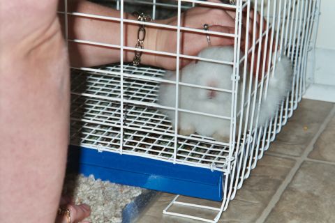 2000 Mercury Grand Marquis - A white rabbit is contained within a wire cage, with a person's arm visible holding the cage door.