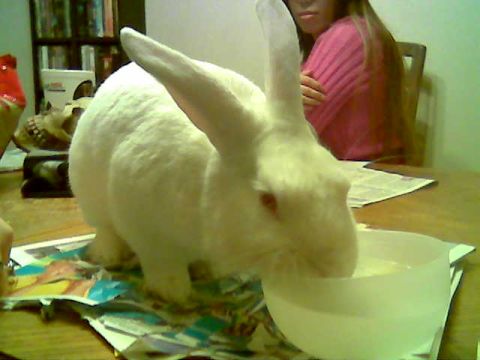 2000 Mercury Grand Marquis - A white rabbit drinks from a bowl on a table, with a person blurred in the background.