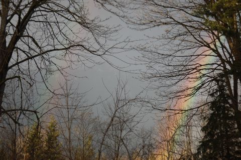 2001 Ford Taurus - A rainbow arcs across the sky, partially obscured by the branches of bare trees.