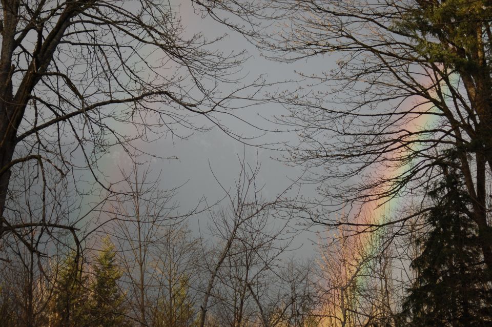 Bare tree branches frame a rainbow against a cloudy sky. Some evergreen trees are visible below