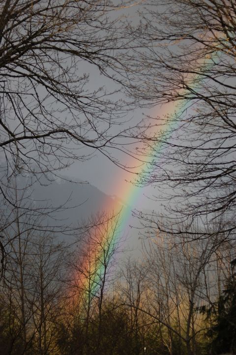 2001 Ford Taurus - A vibrant rainbow stretches across a cloudy sky, framed by the branches of leafless trees.