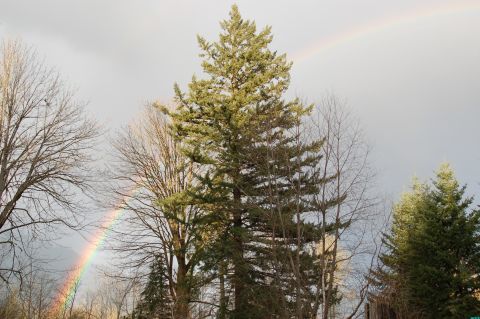2001 Ford Taurus - A vibrant rainbow arcs over trees under a cloudy sky, with the Supermotors.net logo visible at the bottom right.