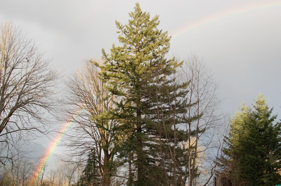 Trees with a rainbow arching over them