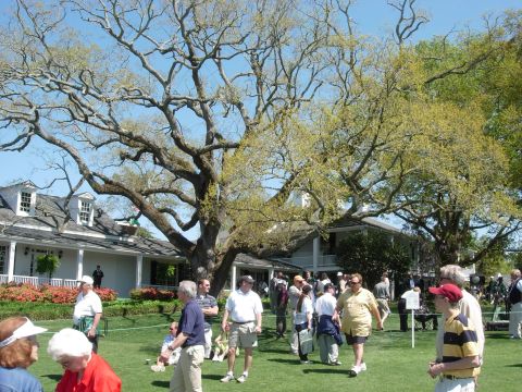 1995 Ford Bronco - The live oaks by the clubhouse.