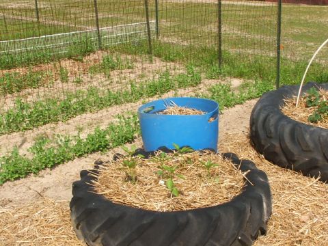 1966 Ford Ranchero - Tractor tires are used as planters in a garden setting, filled with straw and young plants.