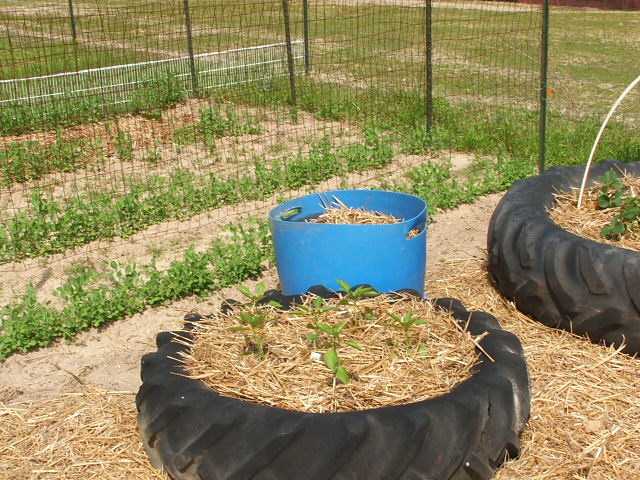 Tractor tires repurposed as garden beds with straw and young plants