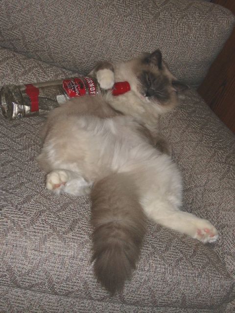 2003 Ford Crown Victoria - A cat appears to have had a bit too much to drink, passed out next to a bottle of Smirnoff vodka.