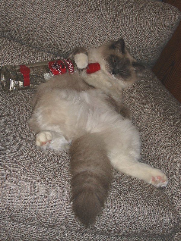 Fluffy seal-point cat sprawled on a couch hugging an empty vodka bottle