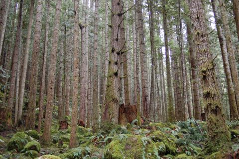 2001 Ford Taurus - A dense forest scene with tall trees, moss-covered rocks, and ferns on the ground.