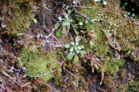 2001 Ford Taurus - Close-up view of moss and delicate plants thriving in a damp environment.