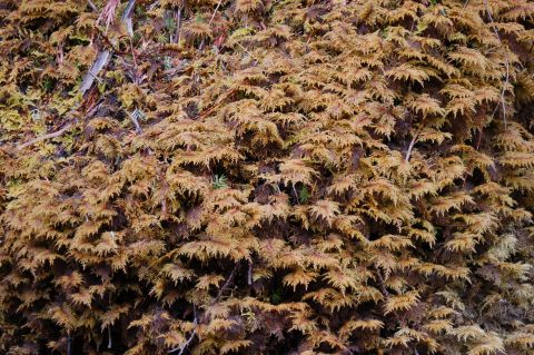 2001 Ford Taurus - A dense covering of moss and vegetation dominates the frame, with a website watermark visible at the bottom.