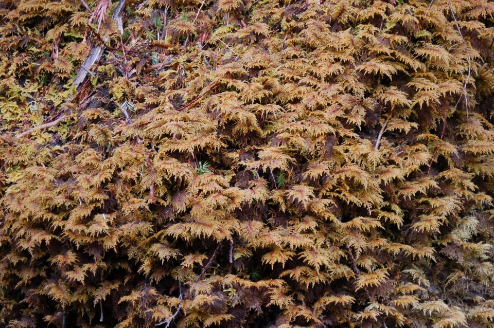 Close-up of brown and green moss covering a surface, with a watermark in the lower right corner