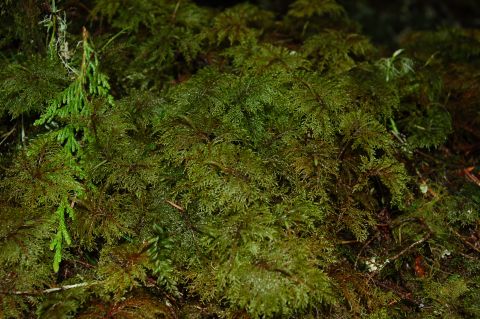 2001 Ford Taurus - A close-up view of moss and green foliage covering the ground, with a Supermotors.net watermark in the lower right corner.