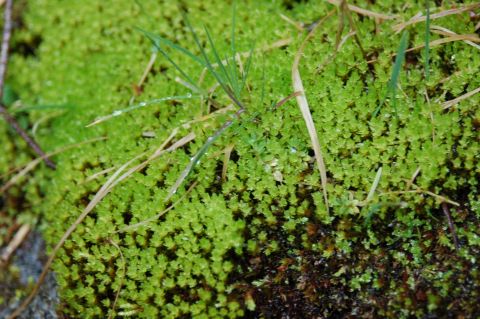 2001 Ford Taurus - Moss and grass with water droplets, Supermotors.net logo visible.