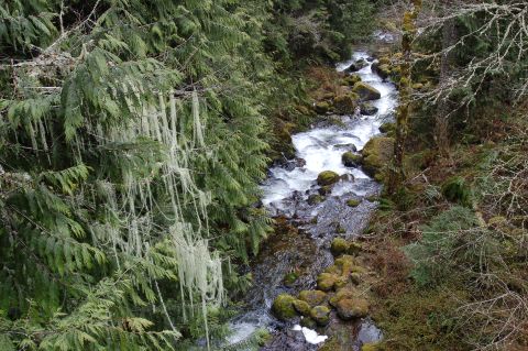 2001 Ford Taurus - A forest scene with a rocky stream and trees covered in moss.