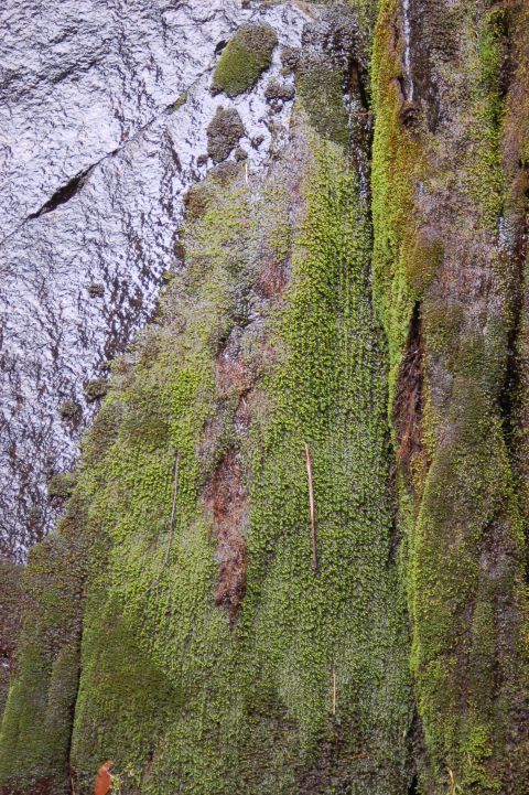 2001 Ford Taurus - A close-up view of a rock face covered in various types of moss and vegetation.