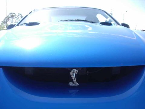 1998 Ford Crown Victoria - Front of a bright blue car shot low, showing a chrome cobra snake emblem mounted in the open black grille.
