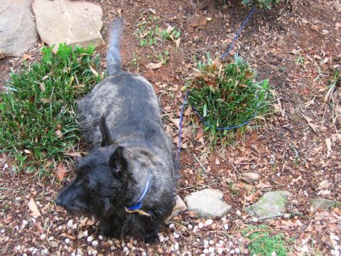 1985 Ford LTD Crown Victoria - A brindle dog with a blue collar and leash is seen in a garden with rocks and mulch.