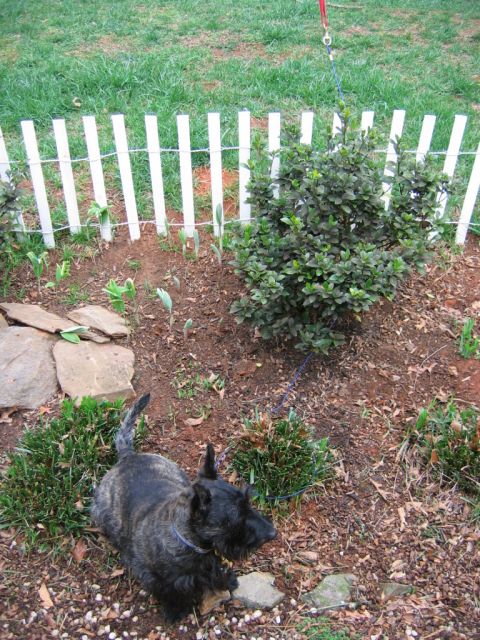1985 Ford LTD Crown Victoria - A dog is leashed in a garden area with a small bush and a white picket fence.
