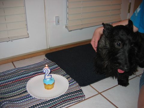 1985 Ford LTD Crown Victoria - A dog celebrates a birthday with a cupcake and a lit candle.