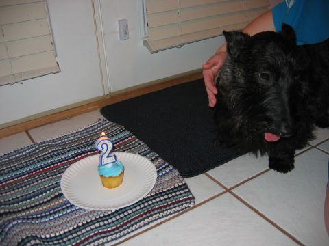 1985 Ford LTD Crown Victoria - A black Scottish Terrier looks at a cupcake with a lit '2' candle, celebrating a birthday.