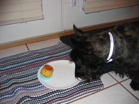 1985 Ford LTD Crown Victoria - Dog named Maxwell sniffs a cupcake on a paper plate on a colorful rug.