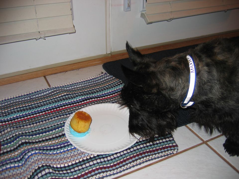 Black dog with 'MAXWELL' on its collar sniffing a cupcake on a paper plate