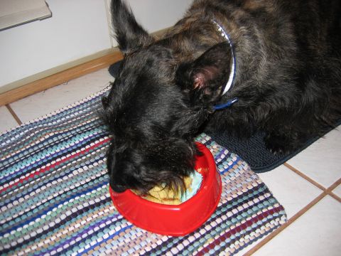 1985 Ford LTD Crown Victoria - A dog is eating from a red bowl placed on a colorful rug.