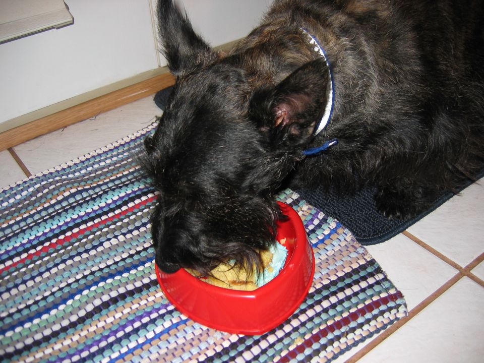 Dog eating from a red bowl on a rug