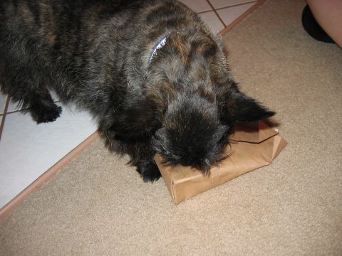 1985 Ford LTD Crown Victoria - A brindle-colored dog investigates a small brown paper package on a carpeted floor.