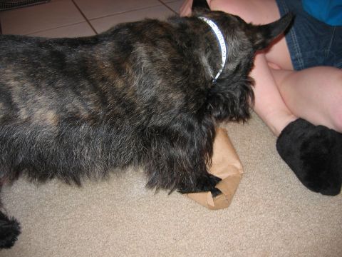 1985 Ford LTD Crown Victoria - A dog investigates a paper bag while a person sits nearby.