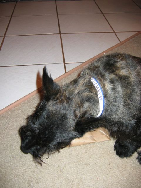 1985 Ford LTD Crown Victoria - A dog with a collar that reads MAXWELL is lying down on a carpeted floor near tiled flooring.