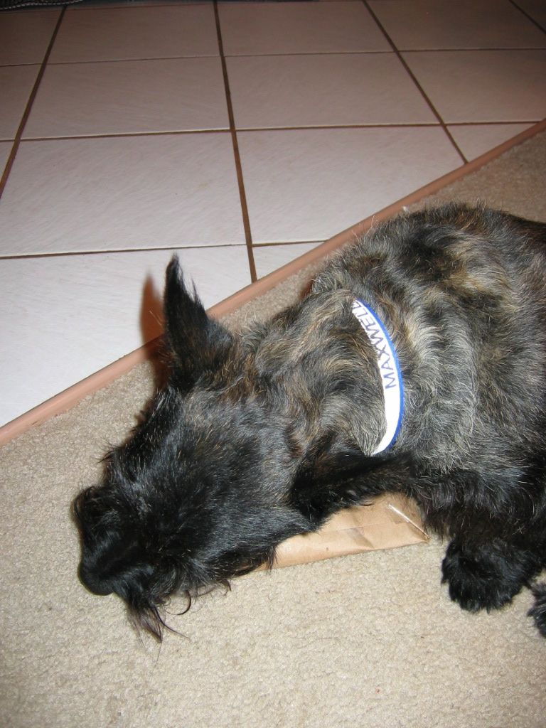 Dog wearing a blue and white collar that says MAXWELL