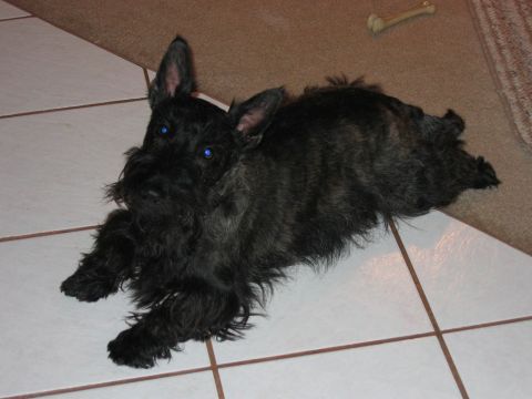 1985 Ford LTD Crown Victoria - Scottish Terrier dog with bright blue eyes rests on a tiled floor near a carpeted area.