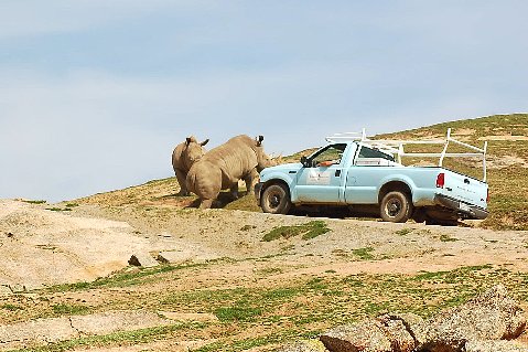 1986 Ford Bronco - Two rhinos stand near a light blue pickup truck on a dry, grassy hillside under a clear blue sky.