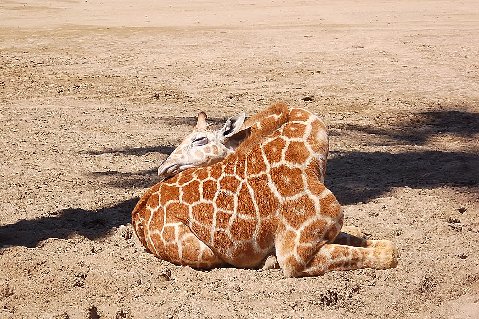 1986 Ford Bronco - A giraffe rests on the sandy ground, its patterned coat visible.