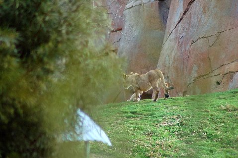 1986 Ford Bronco - A young lion walks across a grassy incline in front of a large rock formation.
