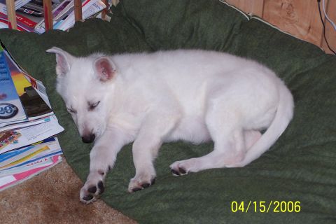 1979 Ford Bronco - Puppy naps on a cushion, with magazines piled nearby. A date stamp indicates the photo was taken in 2006.