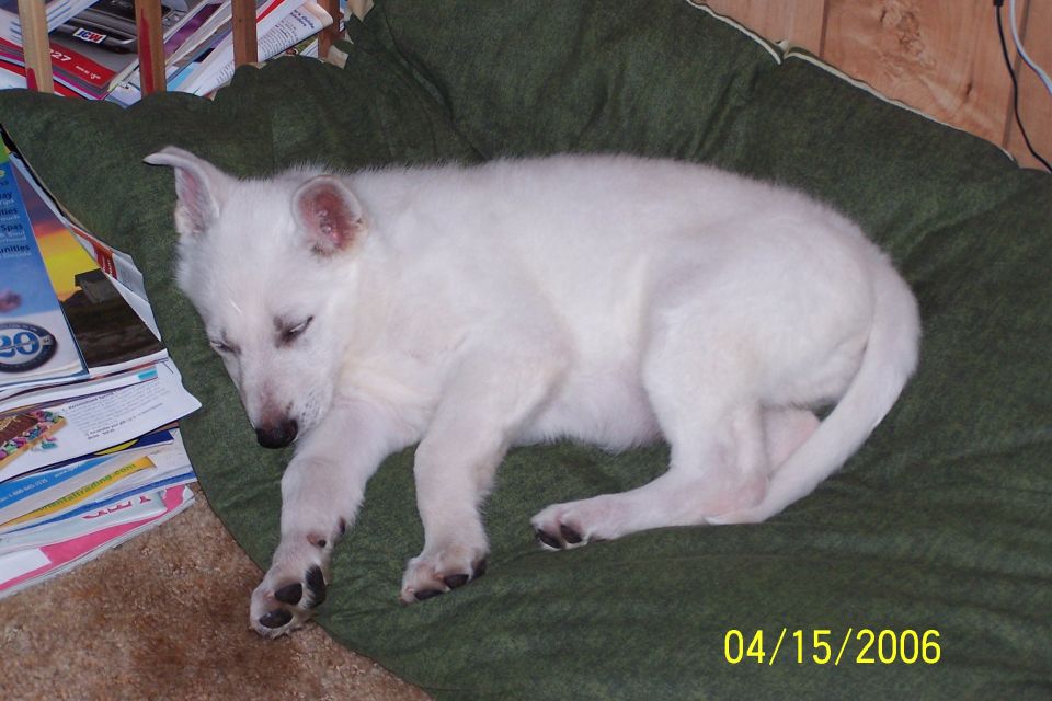 White German Shepherd puppy sleeping on a green cushion next to a stack of magazines. Date stamp reads 04/15/2006