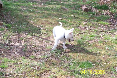 1979 Ford Bronco - A young white puppy with a black collar stands in a sun-dappled grassy area, looking to the side.