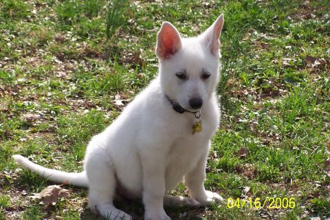 1979 Ford Bronco - A young white German Shepherd puppy sits outdoors on a grassy lawn.